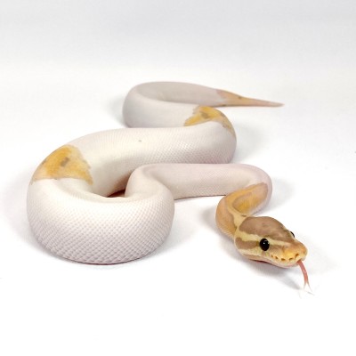 animal image