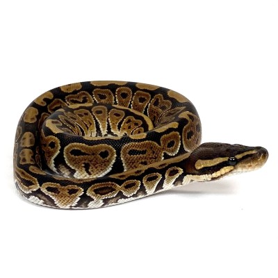 animal image