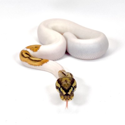 animal image