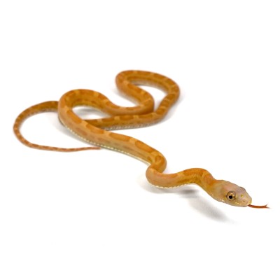 animal image