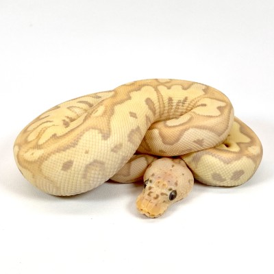 animal image