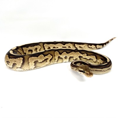 animal image