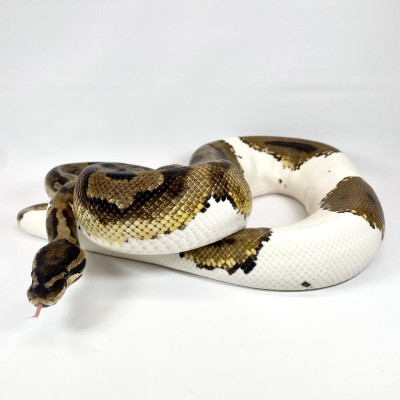 animal image