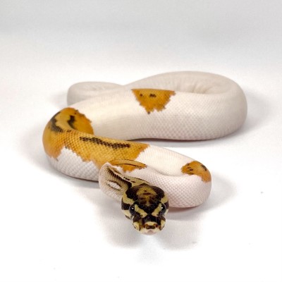animal image