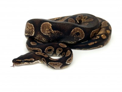 animal image