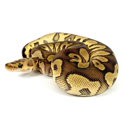 animal image