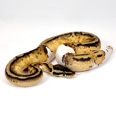 animal image