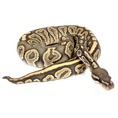 animal image