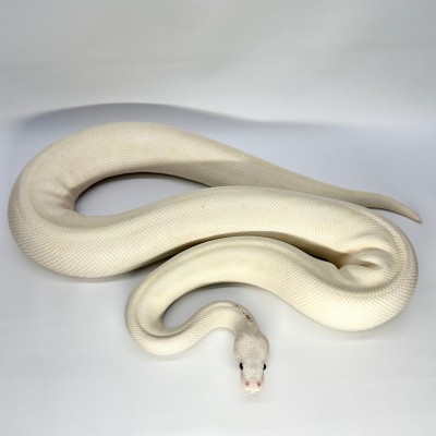 animal image