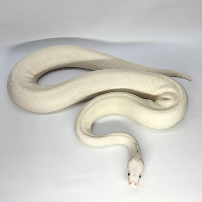 animal image