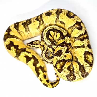 animal image