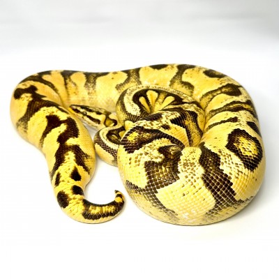 animal image