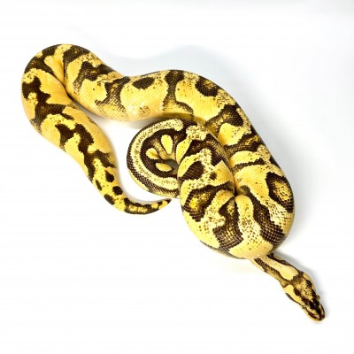 animal image