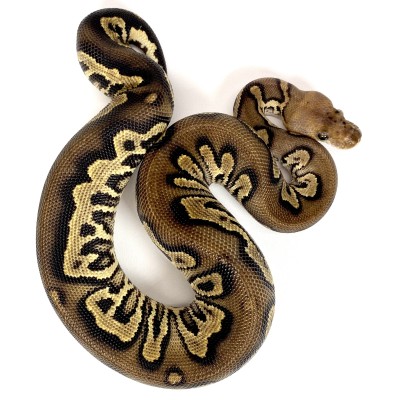 animal image