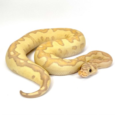 animal image