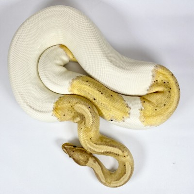 animal image