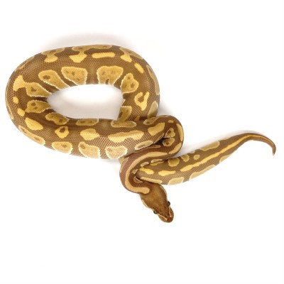 animal image