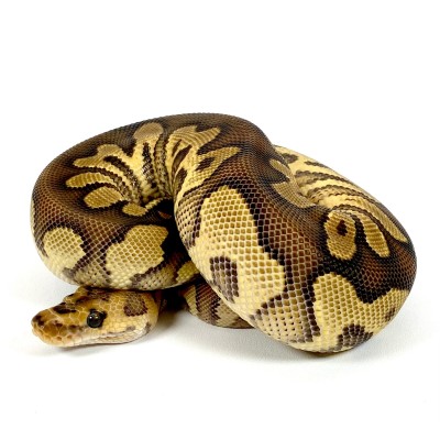 animal image