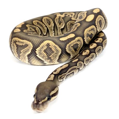 animal image