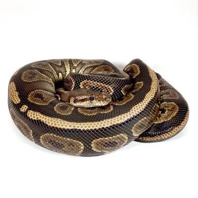 animal image
