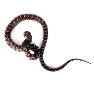 animal image