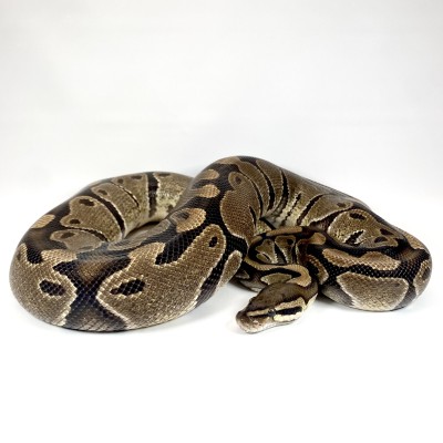 animal image