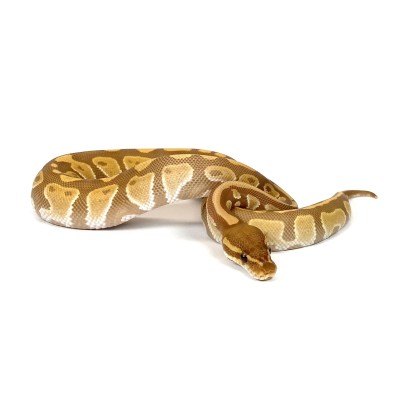 animal image