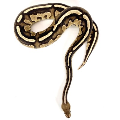 animal image