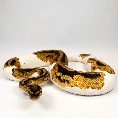animal image