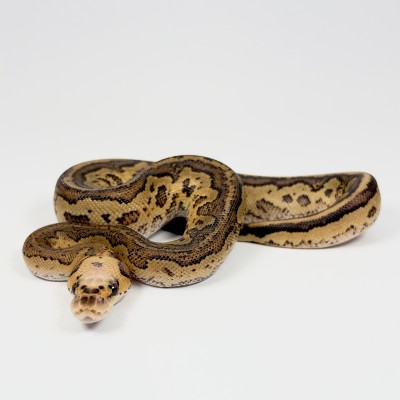 animal image