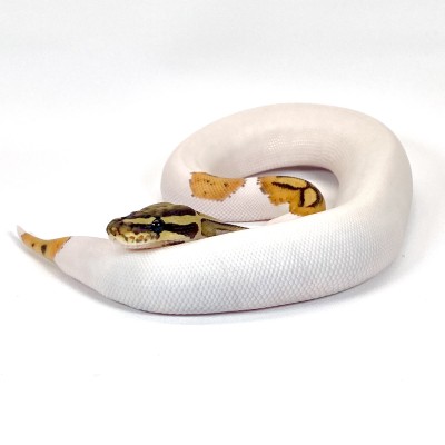 animal image