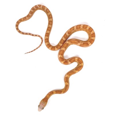 animal image