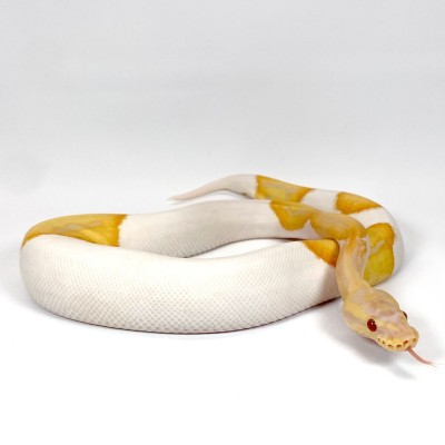 animal image