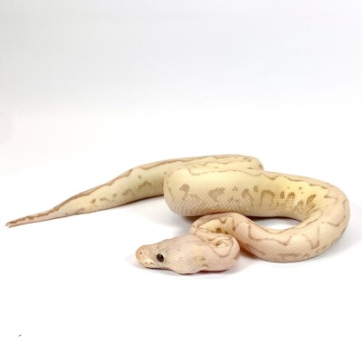 animal image