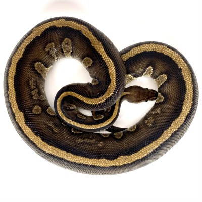 animal image