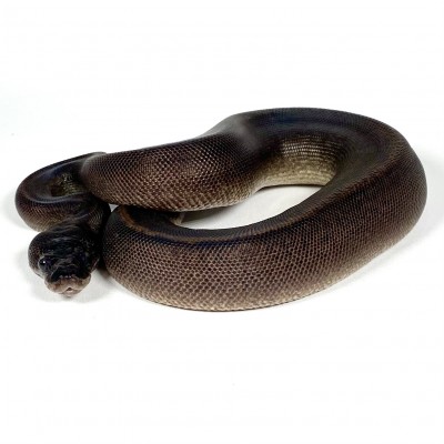 animal image