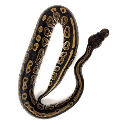 animal image