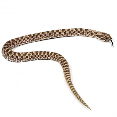 animal image