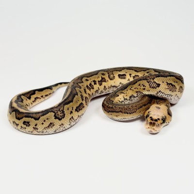 animal image