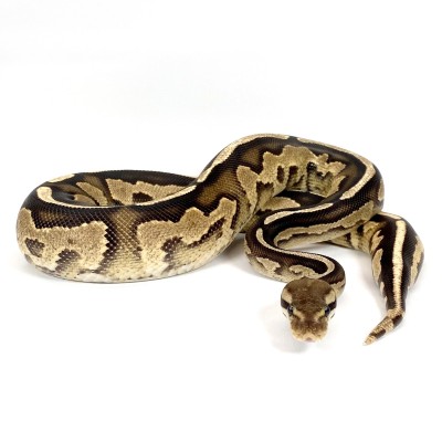 animal image