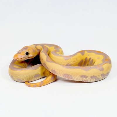 animal image