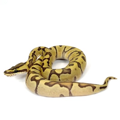 animal image