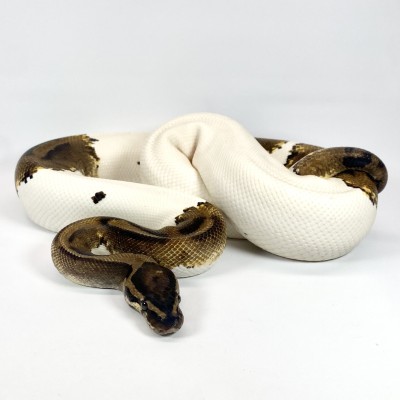 animal image