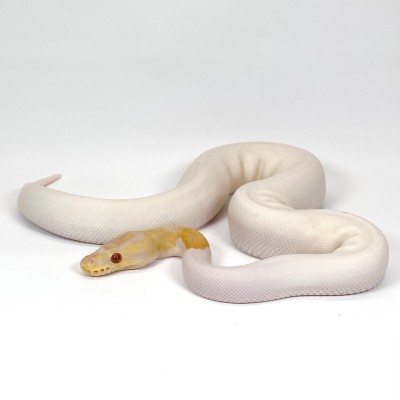 animal image