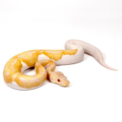 animal image