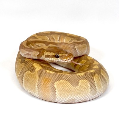 animal image