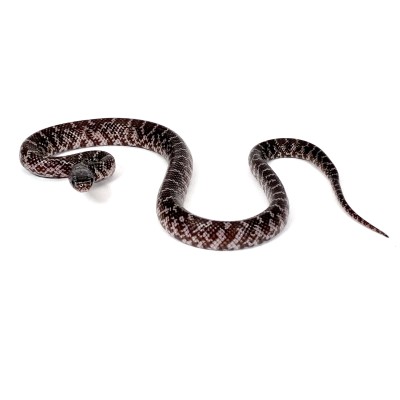 animal image