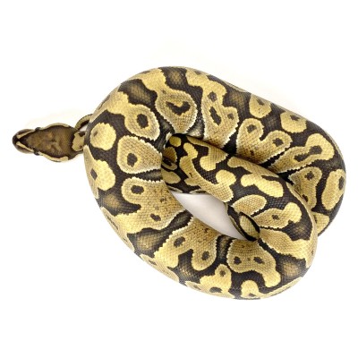 animal image