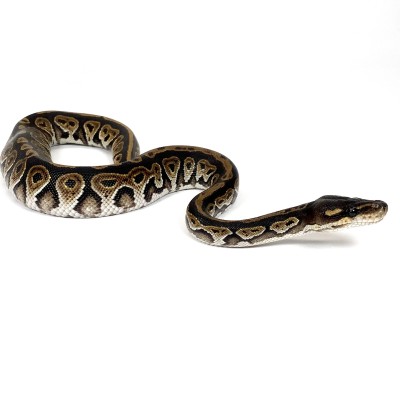 animal image