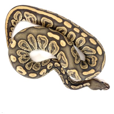 animal image
